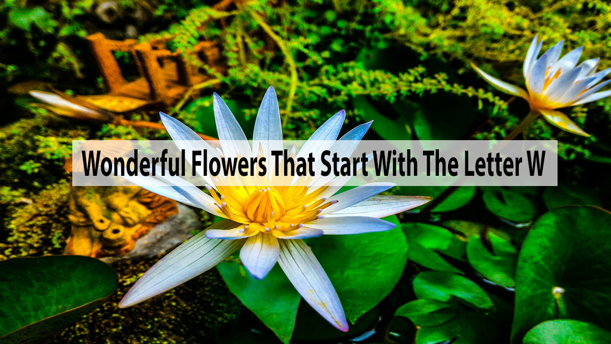 Know The Wonderful Flowers That Start With The Letter W
