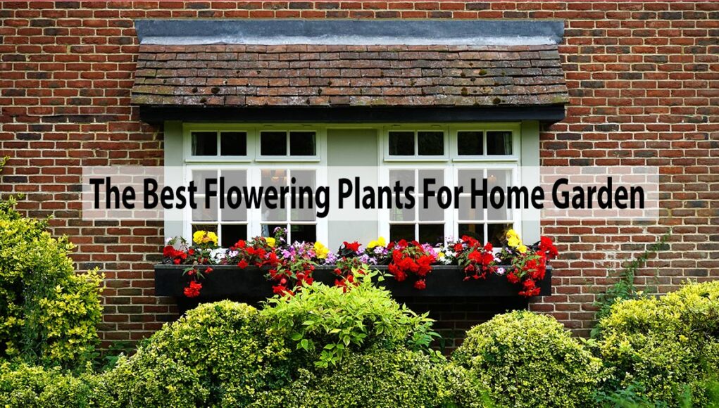 What Are The Best Flowering Plants For Home Garden