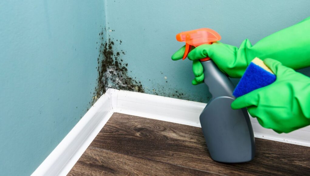 Strategies to Fight Mold Prevention and Removal Tips Mold-Prevention