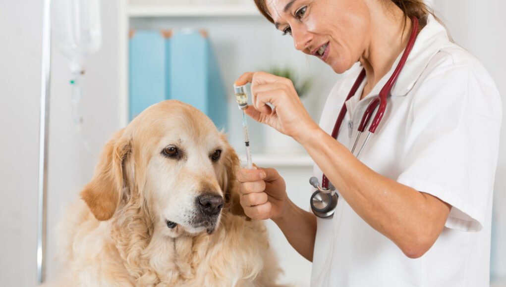 Animal Hospital Blood Work: Why It Is Standard Care Animal Hospital Blood Work