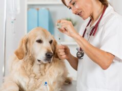Why Blood Work Is Standard In Animal Hospitals Animal Hospital Blood Work