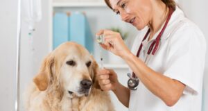 Why Blood Work Is Standard In Animal Hospitals Animal Hospital Blood Work