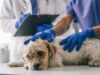 5 Reasons To Choose Veterinary Urgent Care Over The ER Veterinary Urgent Care