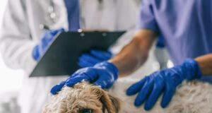 5 Reasons To Choose Veterinary Urgent Care Over The ER Veterinary Urgent Care