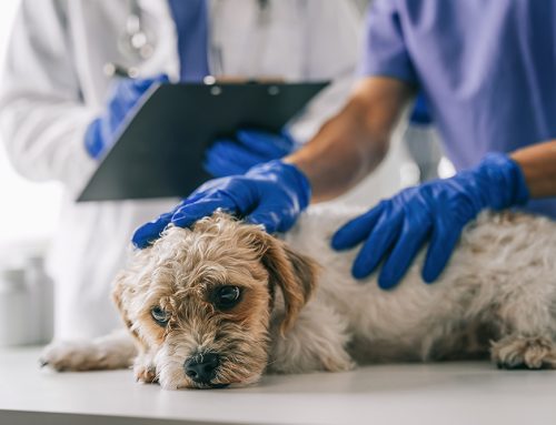 5 Reasons To Choose Veterinary Urgent Care Over The ER Veterinary Urgent Care