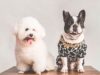 Why Urgent Care Services Are Essential For Active, Outdoor Pets Urgent Care for Active Pets