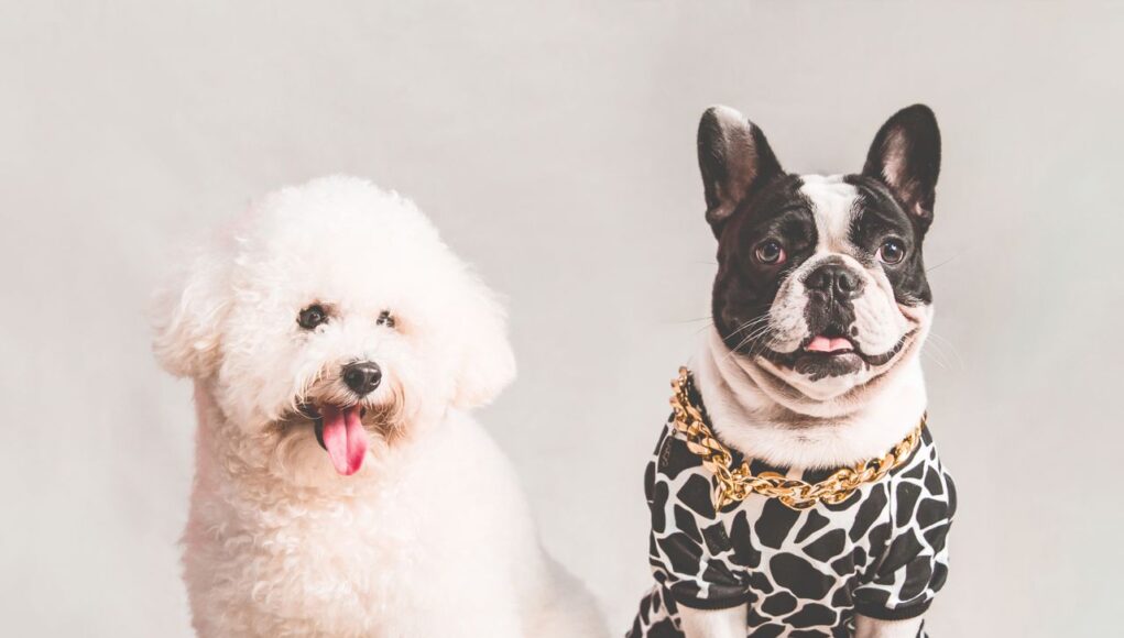 Urgent Care for Active Pets: When to Go Fast Urgent Care for Active Pets