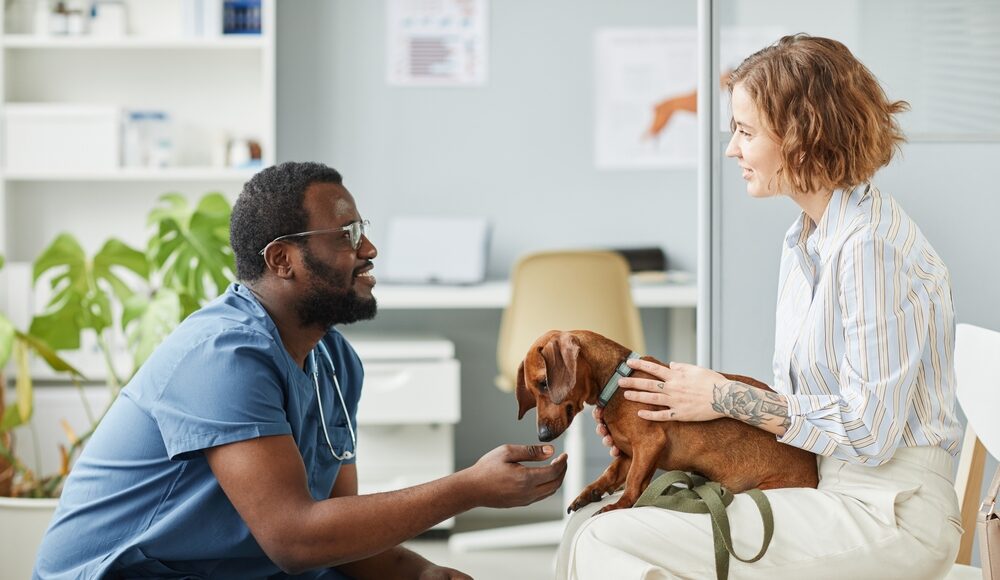 5 Ways Veterinary Hospitals Give Pet Owners Peace Veterinary Hospitals