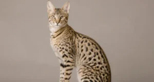 Most Expensive Cat: Complete Guide to What $125,000 Really Buys in 2026 Most Expensive Cat