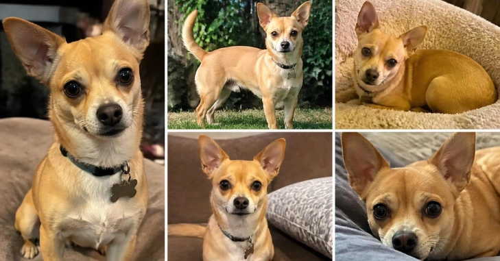 What Is a Chihuahua Mix?