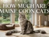 How Much Are Maine Coon Cats? A Complete 2026 Price Guide to Kitten Costs, Adoption Fees, Monthly Expenses, Grooming, Healthcare, and Lifetime Ownership How Much Are Maine Coon Cats