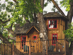Trees Are the Home Asset Most Owners Underestimate, and the Numbers Are Changing Their Minds Home Asset