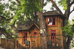 Trees Are the Home Asset Most Owners Underestimate, and the Numbers Are Changing Their Minds Home Asset