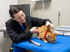 6 Questions to Ask About Emergency Limits in Mobile Veterinary Care Mobile Veterinary Care