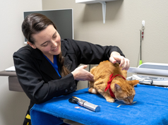6 Questions to Ask About Emergency Limits in Mobile Veterinary Care Mobile Veterinary Care