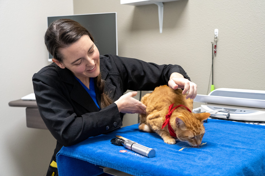 Questions About Emergency Limits in Mobile Veterinary Care Mobile Veterinary Care
