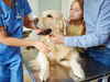 Why Pediatric Pet Care Is Best Handled In Veterinary Clinics Veterinary Clinics