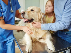 Why Pediatric Pet Care Is Best Handled In Veterinary Clinics Veterinary Clinics