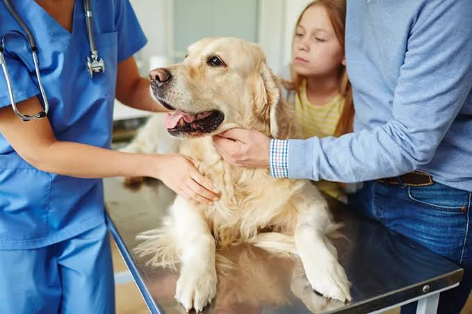 Pediatric Pet Care Is Best Handled In Veterinary Clinics Veterinary Clinics