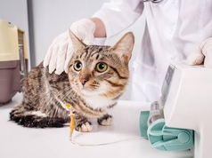 The Role Of Animal Hospitals In Treating Emergencies Like Poisoning Animal Hospitals