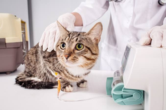 The Role Of Animal Hospitals In Treating Emergencies Like Poisoning Animal Hospitals